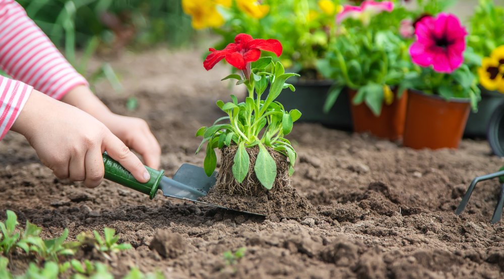 Gardens And Plantings